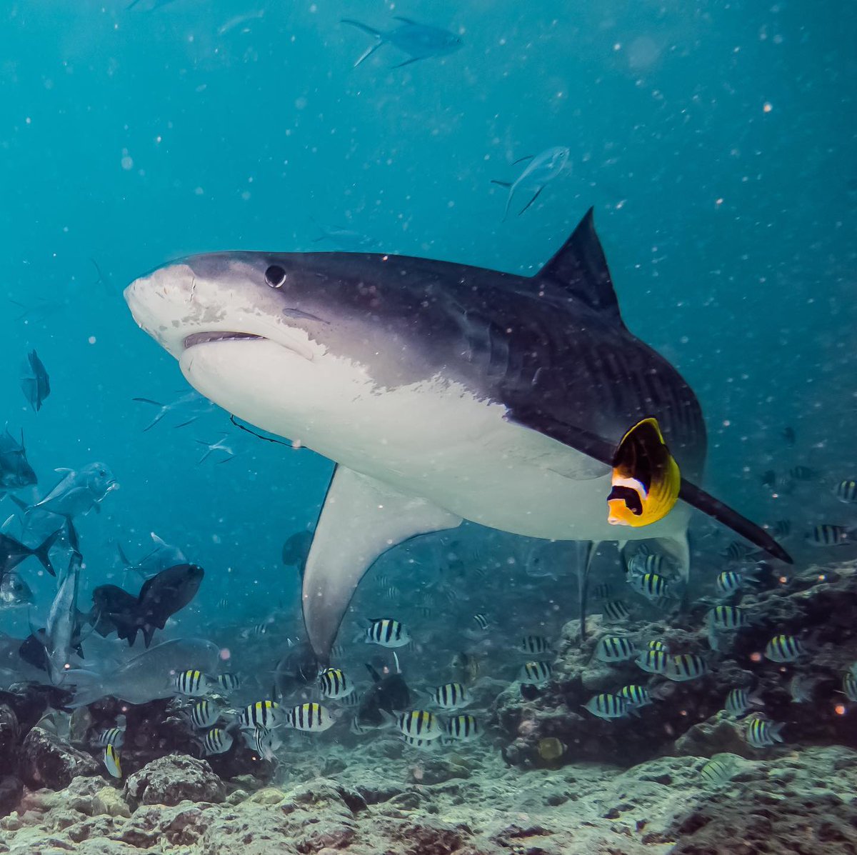 Way to steal the spotlight, you tiny little fish 
 
📷: whangdoodle7 via IG
📍: Fuvahmulah
#WorldsLeadingDestination2022 #Maldives #VisitMaldives #SunnySideofLife