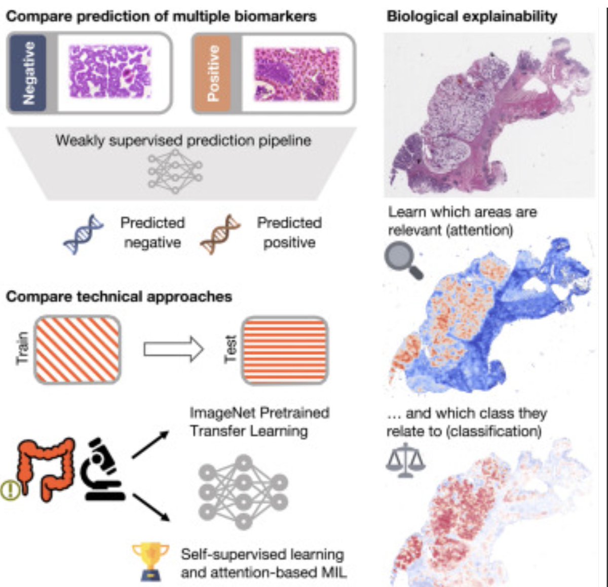 Happy to share our new paper in <a href="/CellRepMed/">Cell Reports Medicine</a> -  "Generalizable biomarker prediction from cancer pathology slides". A feature extractor trained with self-supervised learning with attention-MIL can predict biomarkers from pathology slides &amp; generalizes well cell.com/cell-reports-m…