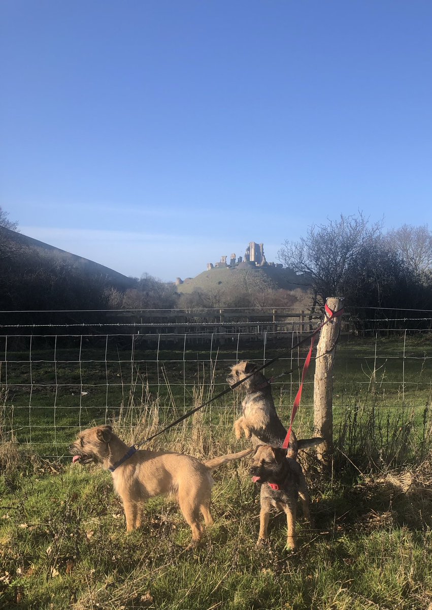 Out with the terriers in the early Dorset sunshine 😎🍺
#Dorset
#CorfeCastle
#BorderTerriers