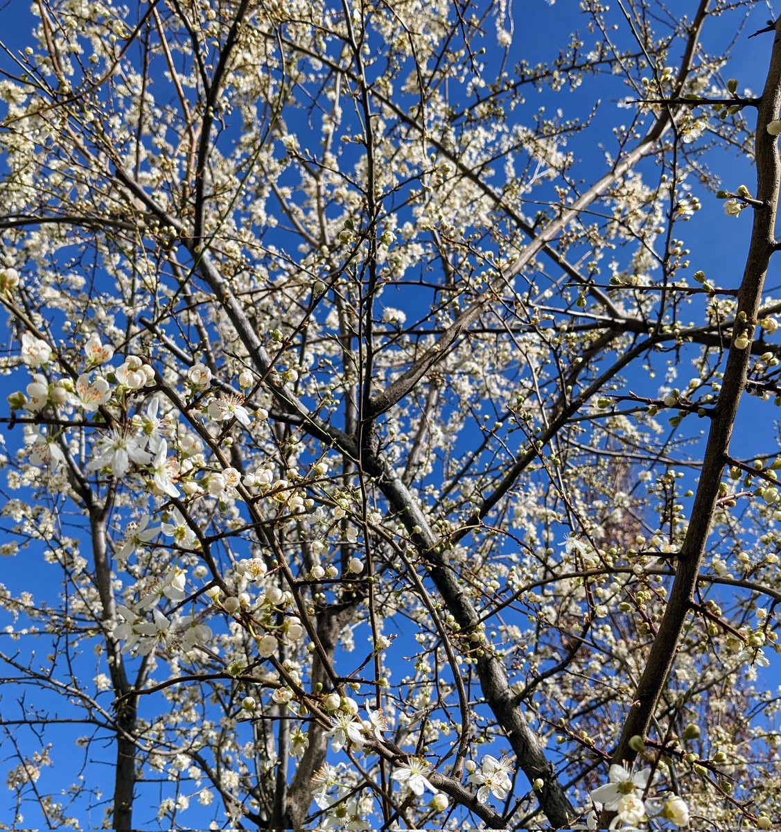 sri_aru's tweet photo. Have a nice weekend.
Stay safe and healthy and happy.
#weekendvibes #saturdayvibes #flowerpower #flowergram #springtransition #photooftheday #shotonpixel5 #photography #hobby https://t.co/lstU8Pmm1Q