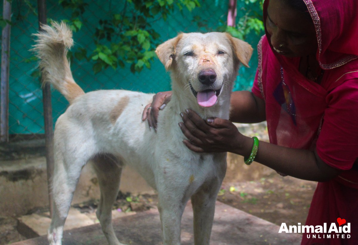 Today he is jolly, alert and oh so handsome, but when we introduced him to you just after his rescue, maggots had burrowed into this poor boy’s nose and if untreated for even another day it would have been too late for him. #animalrescue #india #dogs #animals #compassion #care