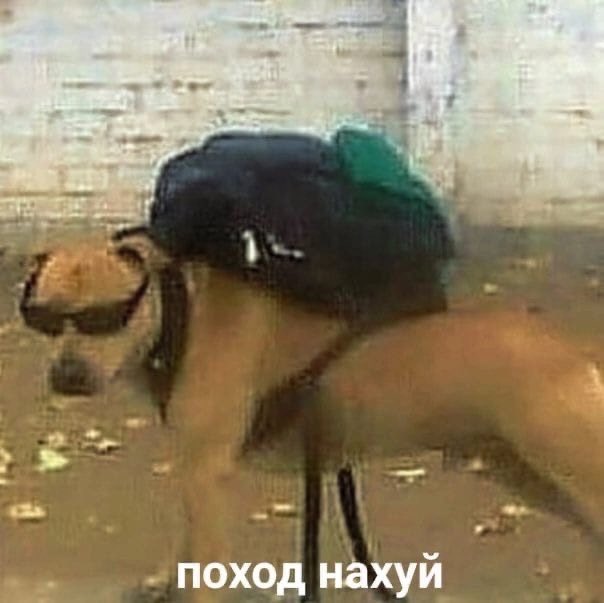 mezobaby's tweet photo. #шагайсрпп типа https://t.co/ddGGCjihJC