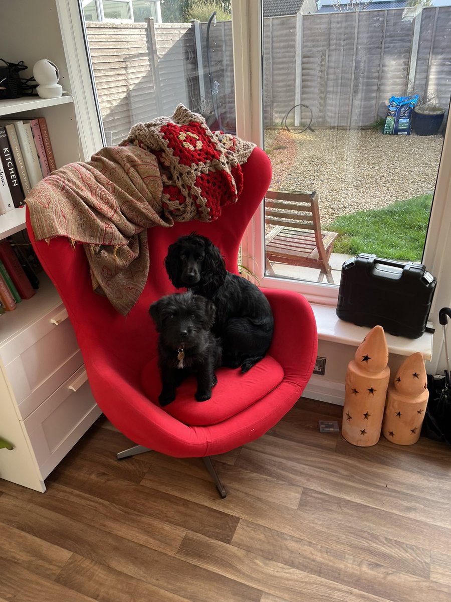 TheDogsCollar1's tweet photo. Dad thought we had a stone, but look at us we’re so innocent, how could he think we were up to no good!! 🐾🐾😜 #innocentdogs https://t.co/fxT5GF6fqK