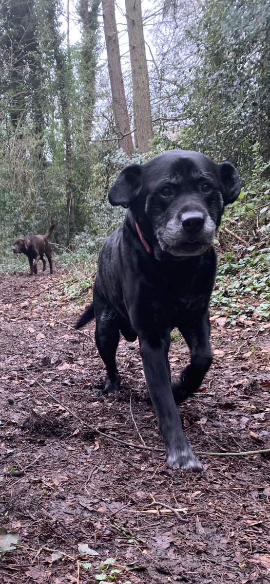 Wadeybunch29's tweet image. A early morning  walk through the woods this morning ! The chocolate coward don’t like the creaking trees 😁#lbproblems #labradorable  #thelads