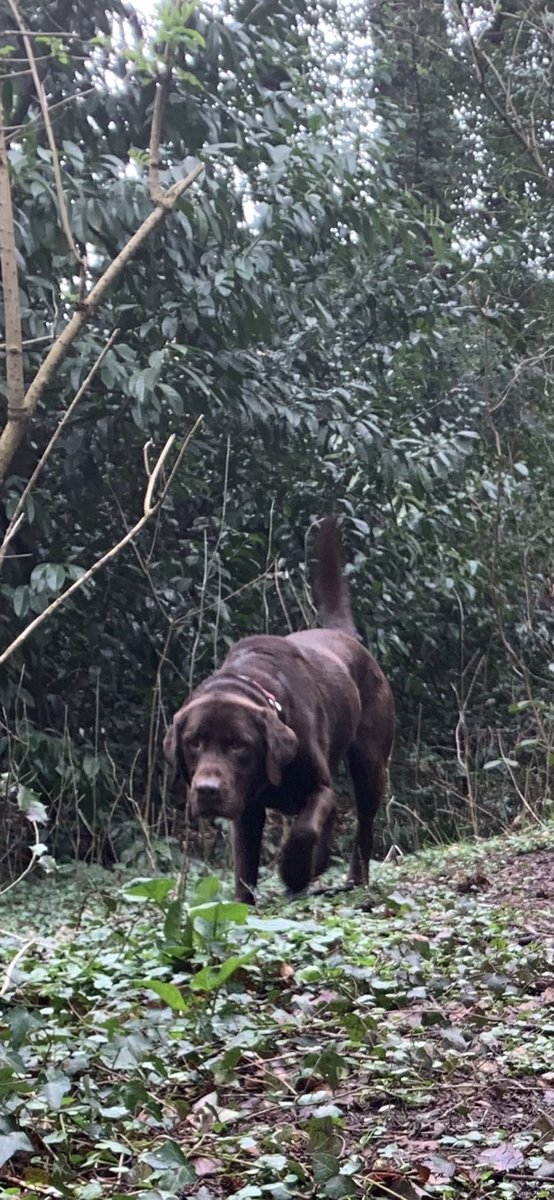 Wadeybunch29's tweet image. A early morning  walk through the woods this morning ! The chocolate coward don’t like the creaking trees 😁#lbproblems #labradorable  #thelads