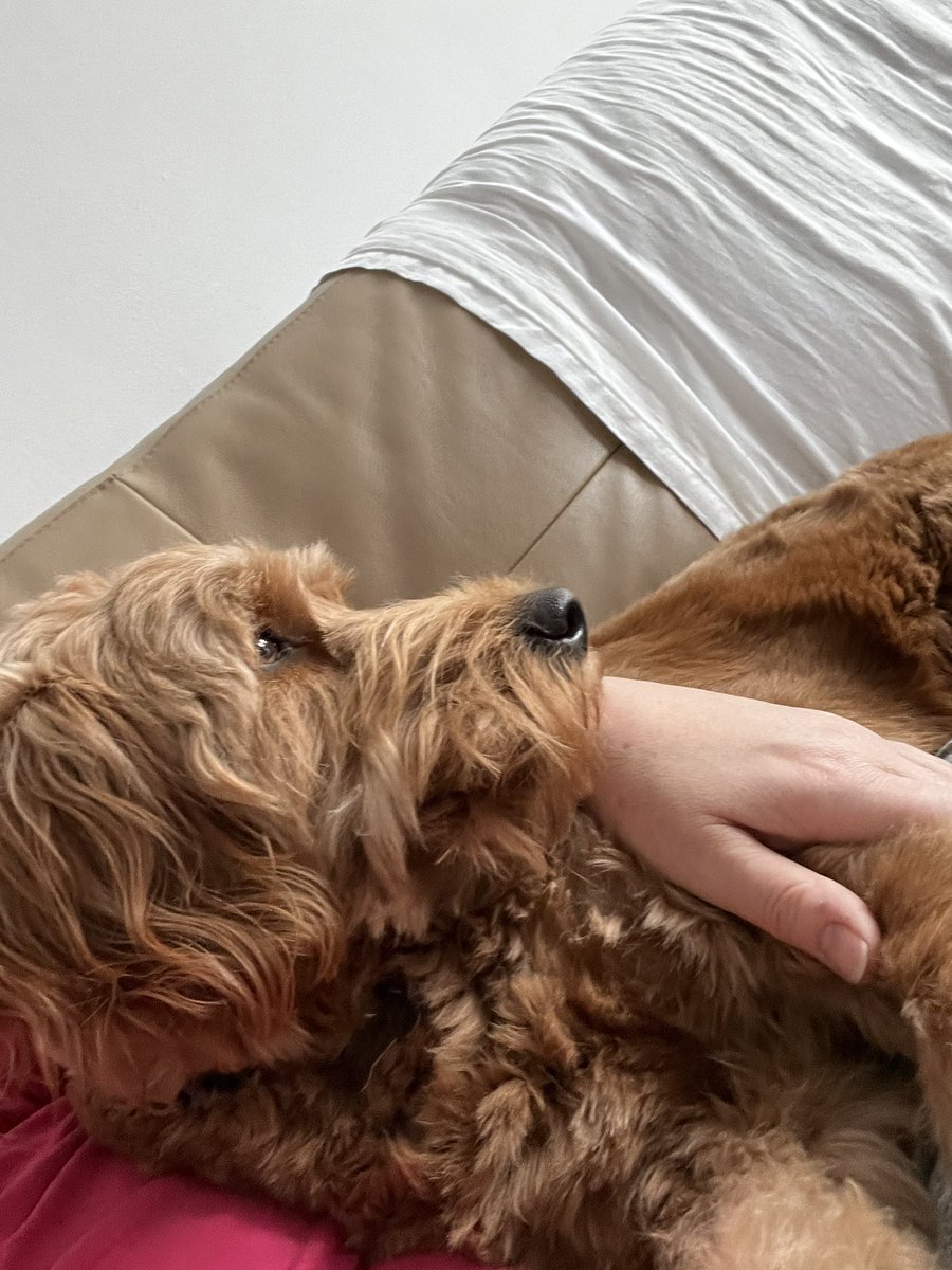 5 months of missing Alfie, never a day goes by without us missing him. Y’day Benji came to stay with us for weekend, it’s good having a dog in our home again.