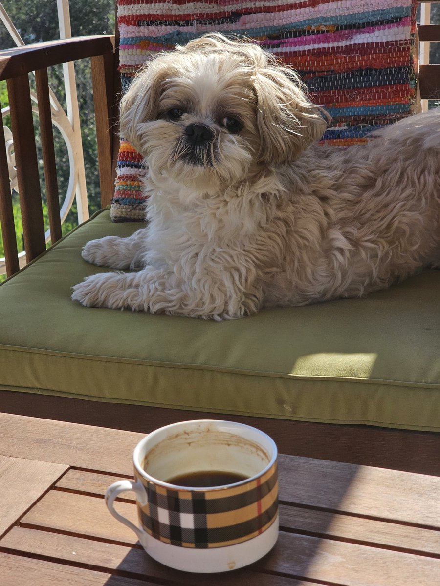 stamoulis74's tweet image. Morning coffee for me and Frodo... #familytime #lovepets