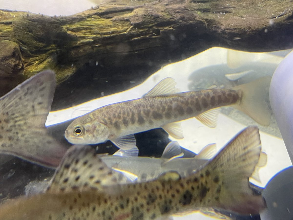 右の子はオショロコマでしょう
左の子は…
顔とパーマークが強いのはオショロコマっぽいけど、朱点がはっきりしてないので難しいですね…
イワナの幼魚でここまでパーが出る個体はあまり見ない気がするかもしれない