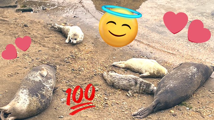 もう、ペソペソのちゃもちゃもよ!!!3バブアザ生きててよかったアザラシは世界平和ありがとう  #みとしー  #伊豆三津シーパラダイス 