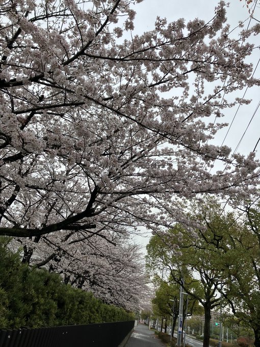 シン・野菜バーガー 