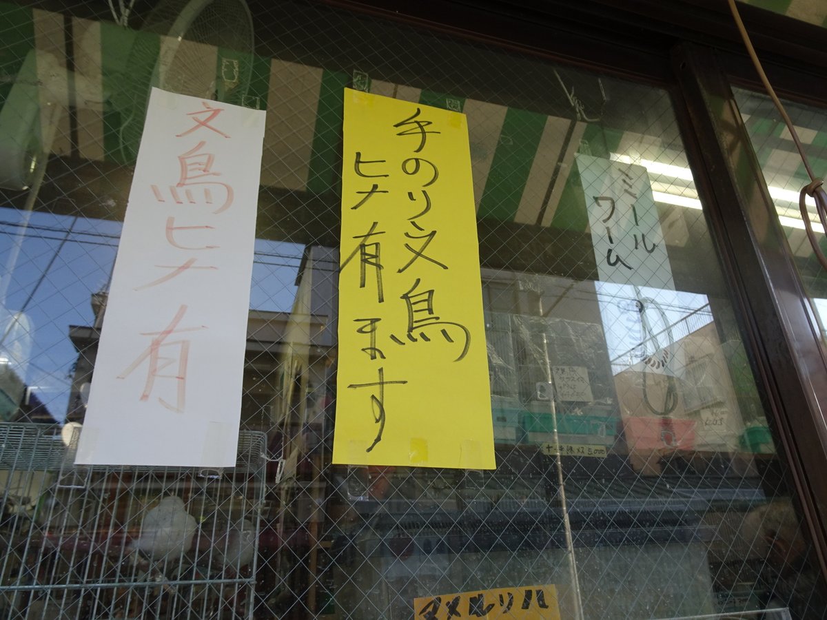 kamonnanami's tweet photo. 墨田区文花「長谷尾花鳥園」
今の店主は三代目だとか。
常々もし鳥を飼う機会があったら、ここで買いたいと思ってる(^_^)♡ https://t.co/USO3sZMBAA