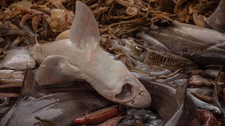 PartiAnimaliste's tweet photo. Aujourd’hui, c’est la #JournéeMondialePourLaFinDeLaPêche ! Les #poissons et autres animaux aquatiques sont les grands oubliés de la cause animale… Pourtant, eux-aussi, souffrent. Ce que nous leur faisons subir est intolérable ! #JMFP https://t.co/aTmIai3QXs