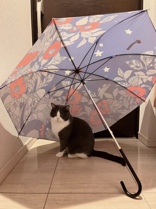 ねこと傘傘を干すと必ず入ってくるねこたち以前作った椿と猫の柄の傘です 