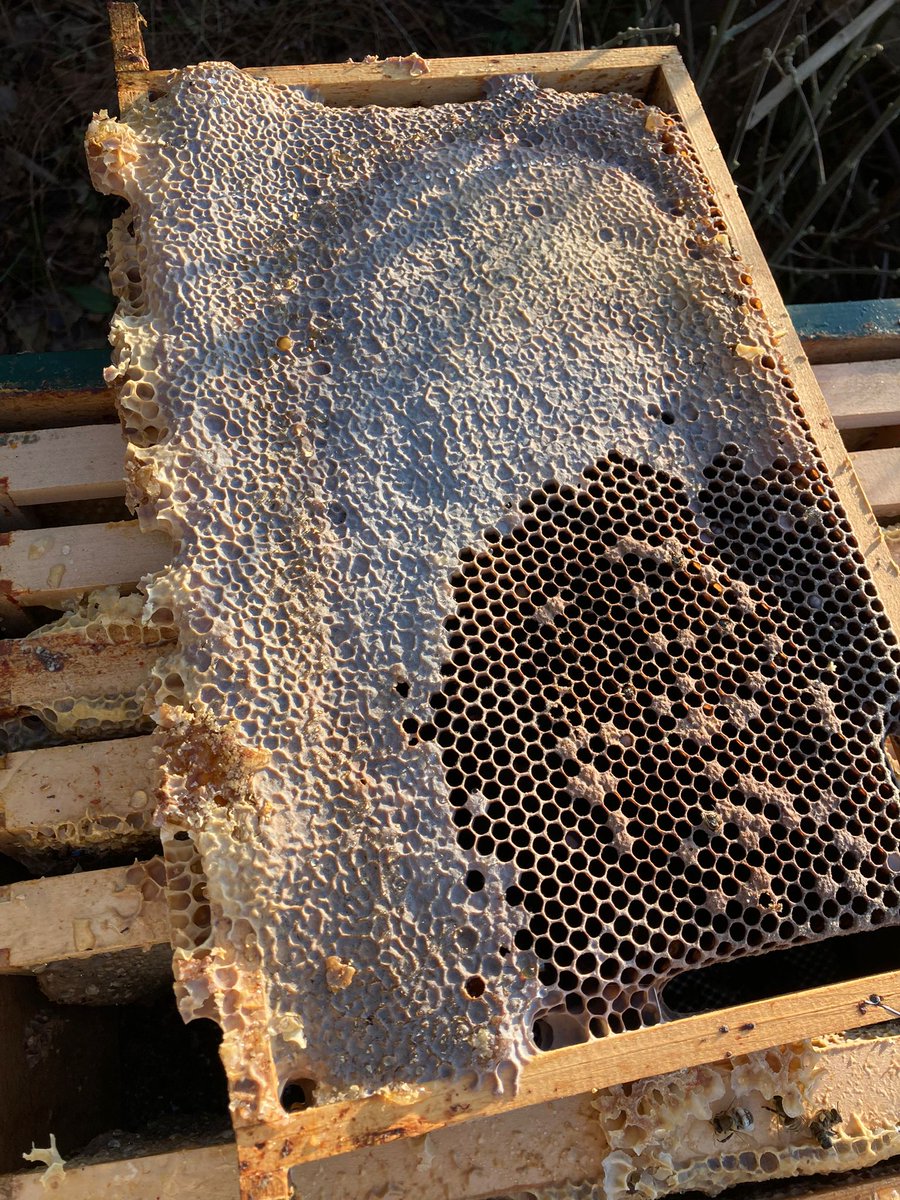 Veel meldingen van bijensterfte vanuit het land. Sommige imkers zijn 40-50% van hun volken kwijt. Ik krijg huilende imkers aan de lijn, heel verdrietig. Sterkte #bijen #bijensterfte #varroamijt #honingbijen