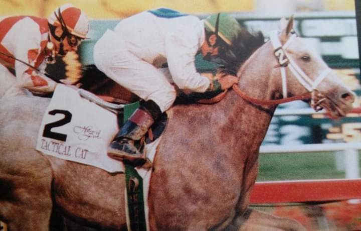 HORSERACING1002's tweet photo. TACTICAL CAT ๐บ๐ธ 1996
(STORM CAT - TERRE HAUTE BY CARO)#TacticalCat https://t.co/TCPGK3wHkD