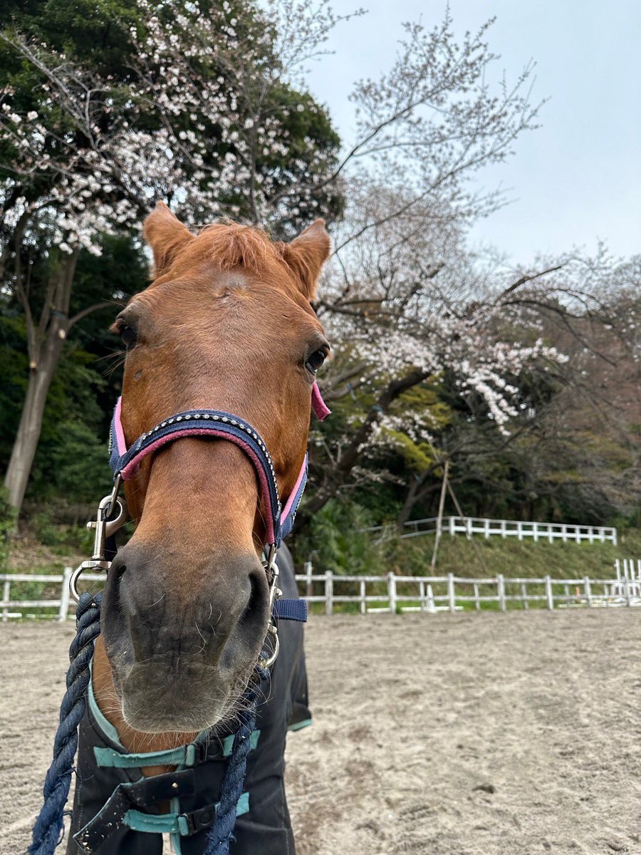 gwc_uma's tweet image. 家が多くて6時半の集合時間に間に合わない😢という方！ご安心ください✨

家が遠く、始発に乗っても集合時間に間に合わない部員もいますが、それぞれが到着できる時間から部活に参加しています！

集合に間に合わないから馬に乗れない、ということもないのでご安心ください！

#春から学女　#春からgwc