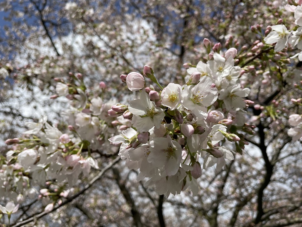 oranda_jp's tweet photo. ＼オランダ アムステルフェーンの桜並木／
オランダ生活でも日本を感じられる桜の季節。ボス公園より気軽に足を運びやすいショッピングモールStadshartsの近くにある桜並木も開花。3月24日の開花状況は五分咲きくらい🌸
https://t.co/PJ5gdX1UcP https://t.co/3oH8Pv9Pms