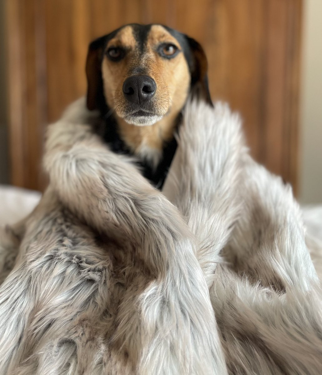 stylishdog's tweet photo. Luxury faux fur blankets, sofa throws and bed runners. Protection for your sofa and bed. Comfort for your dog. Snow wolf.  https://t.co/a3R9bC0hEU https://t.co/yoZ4XHlPVc
