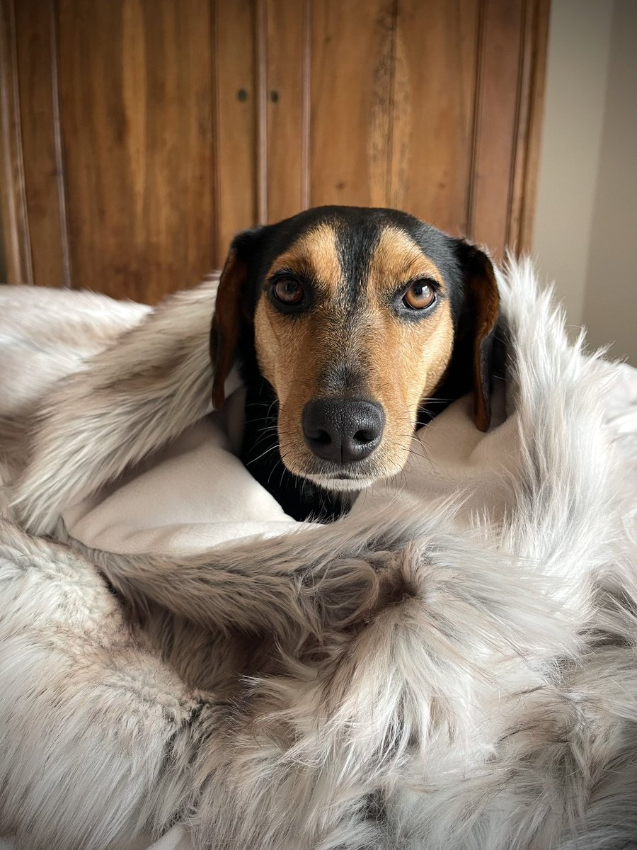 stylishdog's tweet photo. Luxury faux fur blankets, sofa throws and bed runners. Protection for your sofa and bed. Comfort for your dog. Snow wolf.  https://t.co/a3R9bC0hEU https://t.co/yoZ4XHlPVc