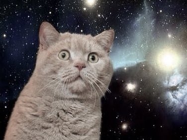 研修で説明聞いてる時、スケールの大きさと喜びと実感のなさで宇宙猫放心状態でした。 