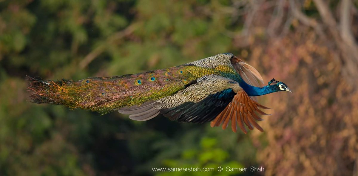 samsf1's tweet photo. @anandmahindra Since you asked for mor :)
Here is our national bird flying high!
I took this picture before lockdown on 21st March 2020. 
#indiannationalbird #nationalbird
#birdinflightphotography #IncredibleIndia #fineartphotography #fineartprint #hugeprint #Nikon © Sameer Shah https://t.co/R8t3EA8jQN