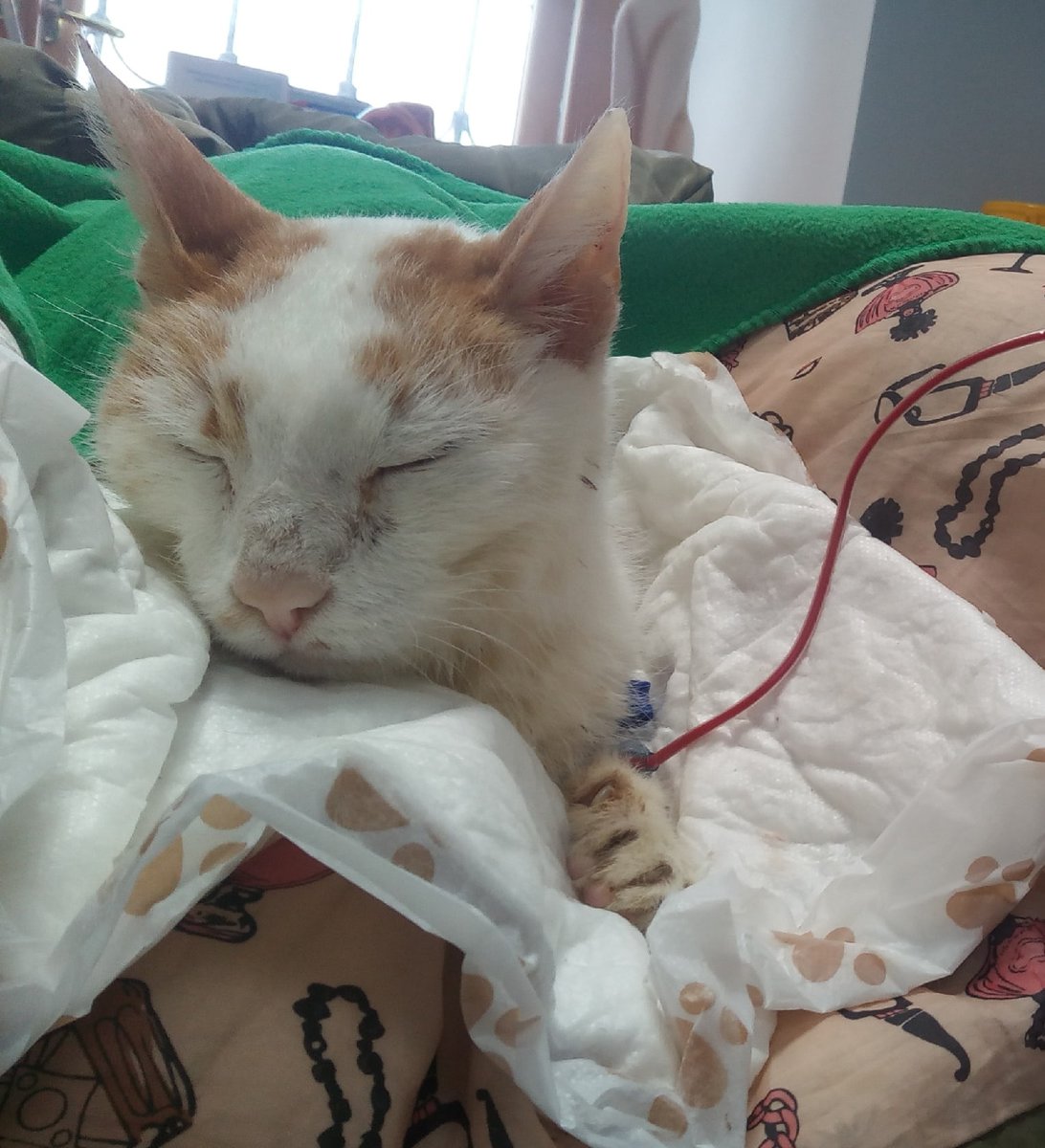 Чипчилера устала 10,5 тысяч долг🥲 tweet media