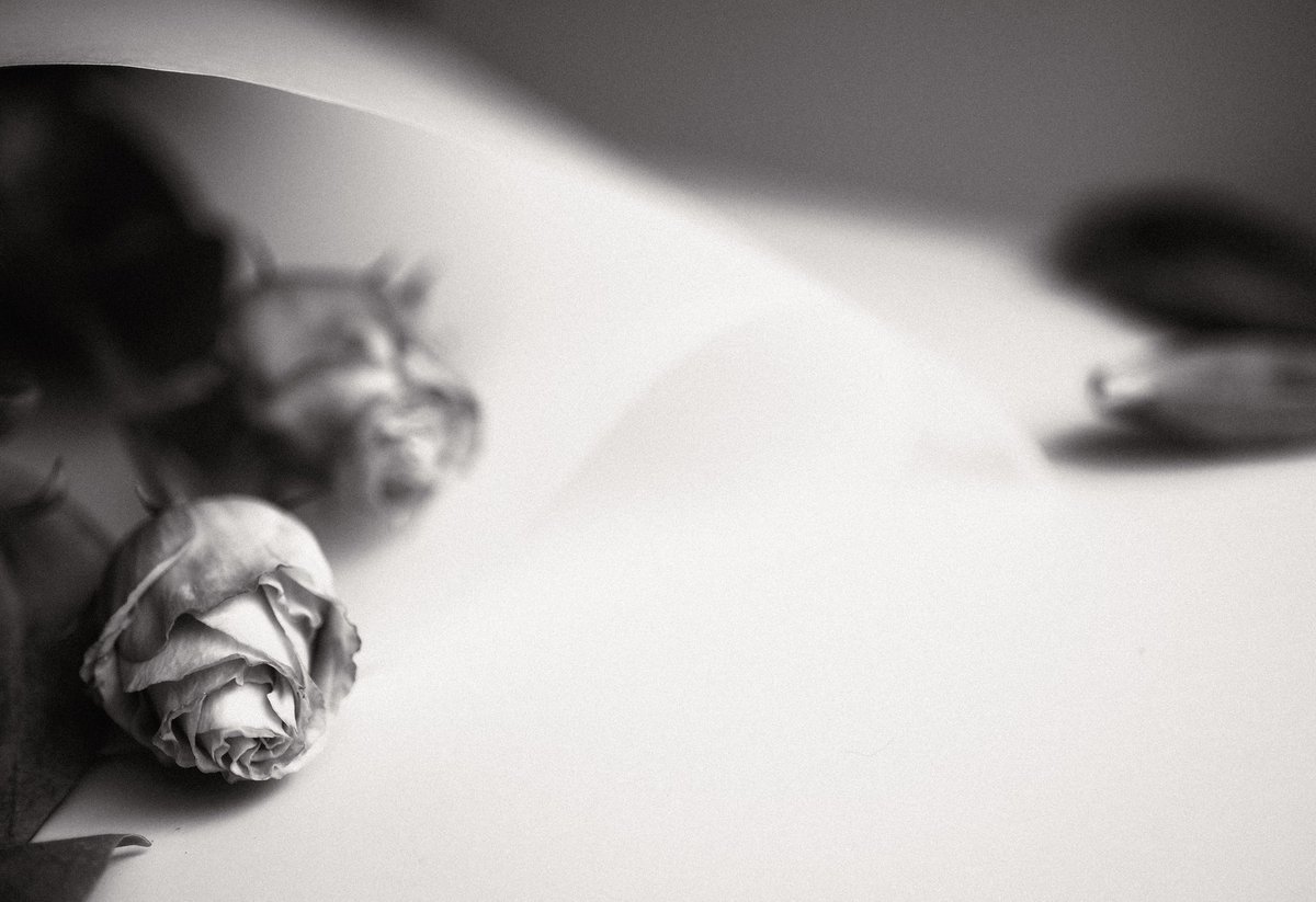 Diannesimages's tweet photo. Rose and paper. 
#Macro #macrophotography #fujifilm_xseries #fujifilm #fujifilmx_au #rose #abstractphotography #Abstract #fuji30mm https://t.co/KmwdmQSvi4