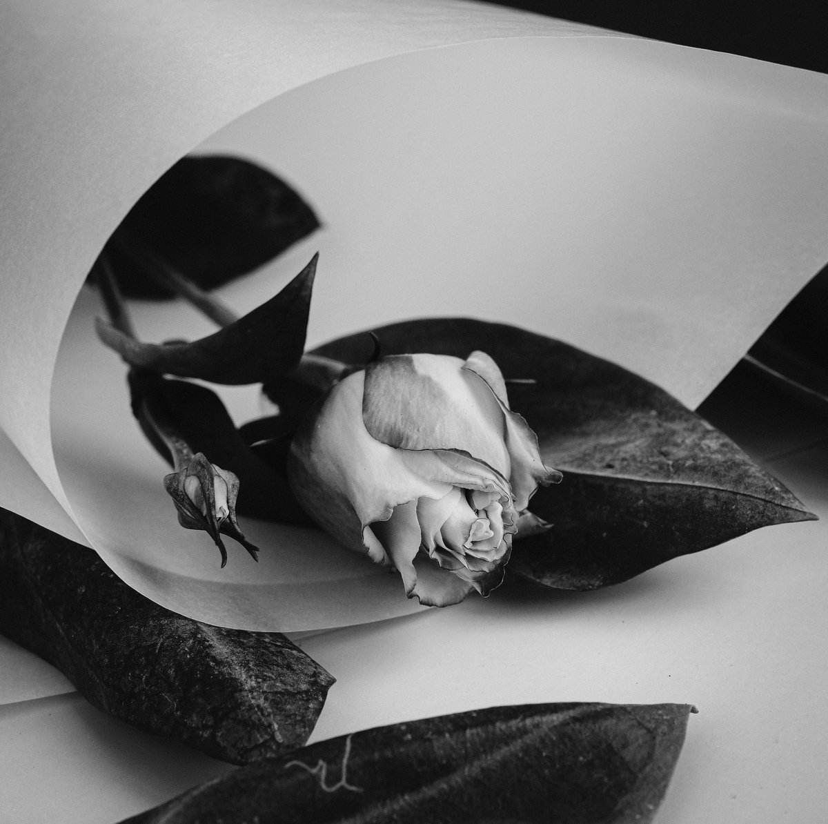 Diannesimages's tweet photo. Rose and paper. 
#Macro #macrophotography #fujifilm_xseries #fujifilm #fujifilmx_au #rose #abstractphotography #Abstract #fuji30mm https://t.co/KmwdmQSvi4