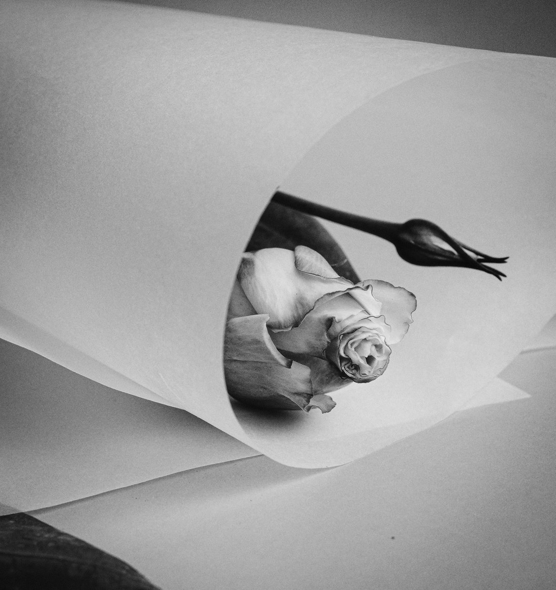 Diannesimages's tweet photo. Rose and paper. 
#Macro #macrophotography #fujifilm_xseries #fujifilm #fujifilmx_au #rose #abstractphotography #Abstract #fuji30mm https://t.co/KmwdmQSvi4