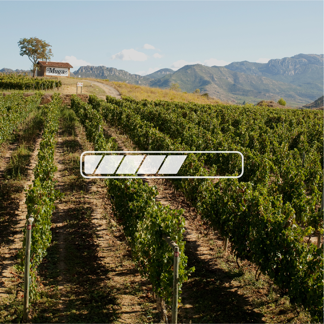 bodegasmuga's tweet photo. Un nuevo PAISAJE DE VIÑEDO Muga está POR DISEÑAR… ¡Algo que, de momento, la inteligencia artificial del “chat GPT” no tiene a su alcance!
Nuevos colores y aromas. ¿Estás listo? ❤️🍷

#FelizFinDeSemana, #haveaniceweekend #MugaLovers https://t.co/PoL0tXuKhR