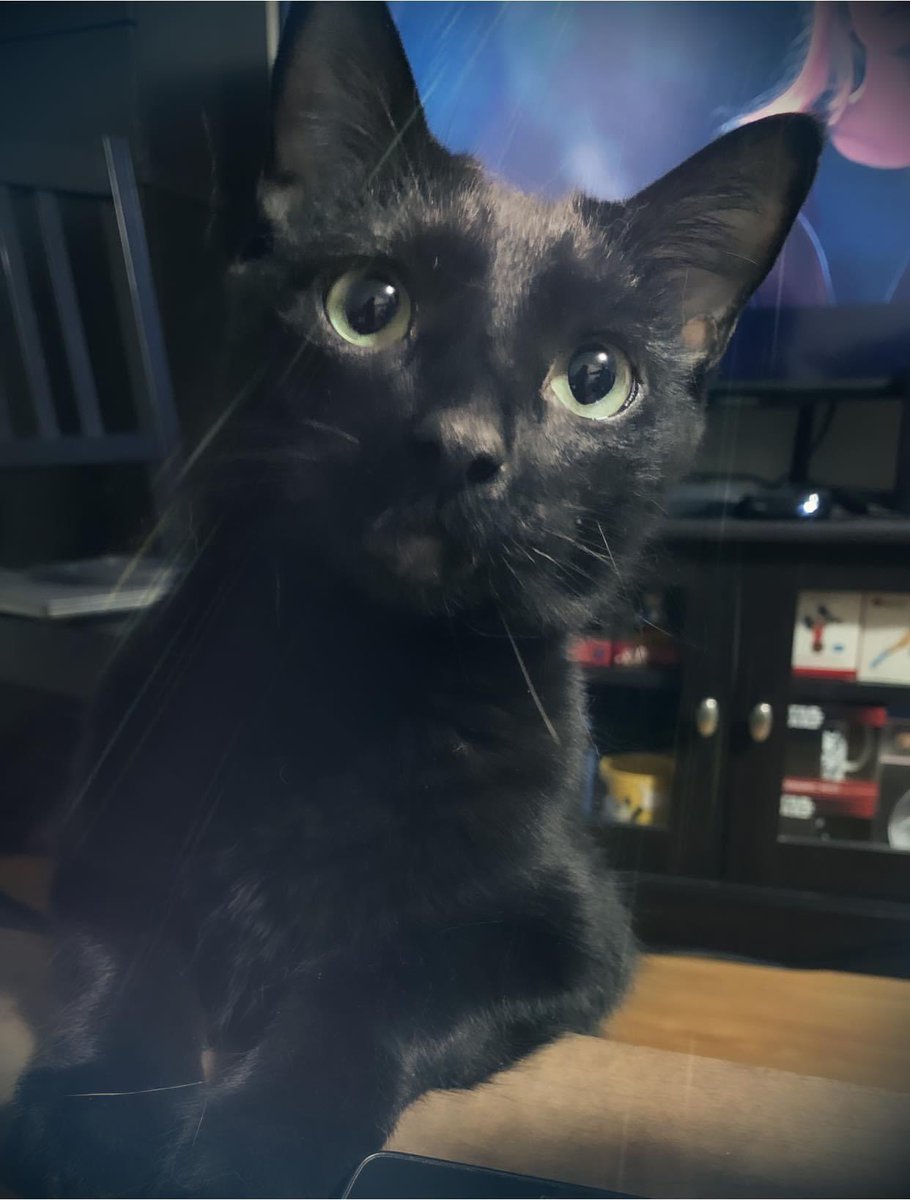nantastic333's tweet photo. #jacksparrow my little assistant #BlackCat #blackcatlove #CatsofTwittter #meow https://t.co/5wzYllBbp7