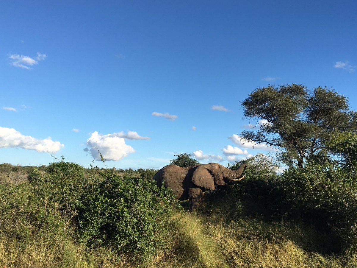 Always leave the <a href="/IPBES/">ipbes</a> #NexusAssessment mtgs so inspired and invigorated to do my job and my research 💚
Thank you <a href="/SANParksKNP/">Kruger National Park</a> what a enourmous privilege to be here!