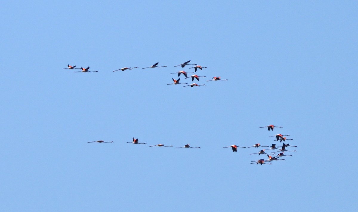 David Parody ๐ฌ๐ฎ (@dparody) on Twitter photo 2023-03-25 09:05:39 Flock of Flamingos over the Bay of Gibraltar this morning #Gibraltar #BirdsSeenIn2023 @gonhsgib @BirdingRasta @GibraltarBirds @_BTO @ThinkingGreenGI @GibReserve #birding Flock of Flamingos over the Bay of Gibraltar this morning #Gibraltar #BirdsSeenIn2023 @gonhsgib @BirdingRasta @GibraltarBirds @_BTO @ThinkingGreenGI @GibReserve #birding