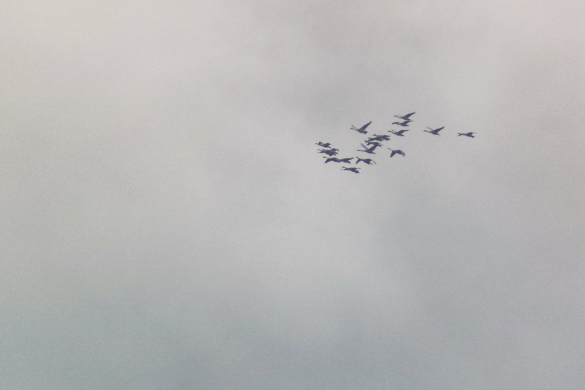 LapwingEcology's tweet photo. Despite all the hours spent staring at the sky by our surveyors this week, no big swifts for us. All we managed was this lot #ecology https://t.co/whV6HC4Lvx
