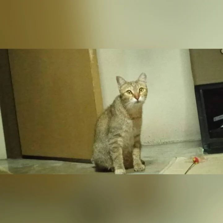 hilang_jumpa's tweet photo. Kucing Hilang

Kucing hilang,
Spayed female,
Jika jumpa please 🥺 contact me 01133312859
Location, Taman kok lian Jalan ipoh, Kuala Lumpur 

#tipsmencarikucinghilang
#kucinghilangjumpamalaysia
#kucinghilang
#kucingjumpa
#malaysia
#malaysian
#missingca… https://t.co/oiUwXIdOXg https://t.co/P8ycTAakoN