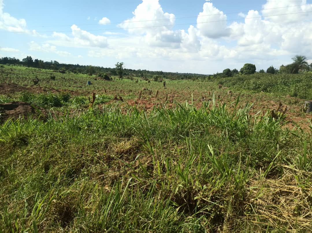 shukranproperty's tweet photo. 📌 #20Acres available for sale in Kapeka - Namusale village With ready title.. Selling Price #20m per acre.. ( Selling at once) ..
Power is available on ground. Call for inspection 0706592177 https://t.co/DQ3r2V9Nm0