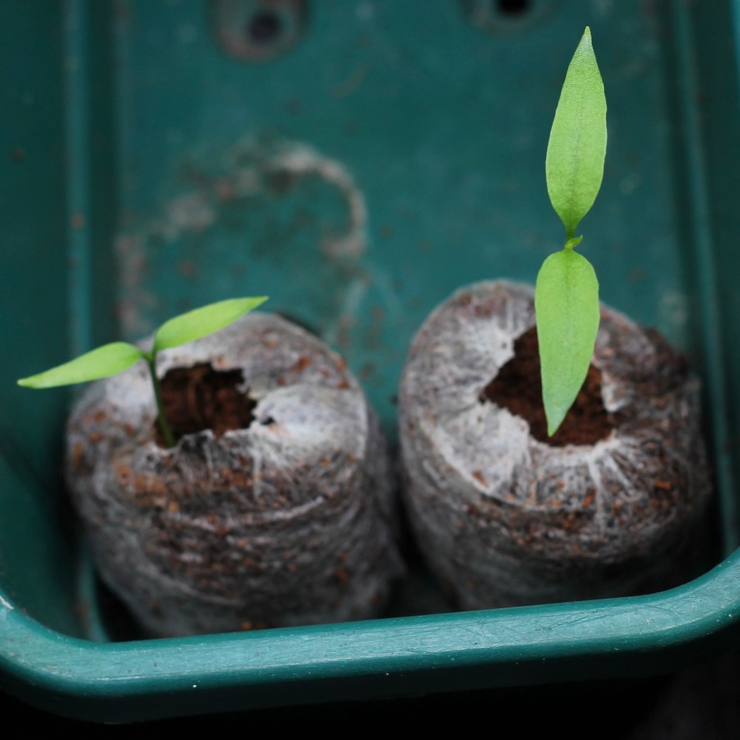 This might look like an ordinary chilli seedling.... but in fact it is the legendary Mathania chilli, from Rajasthan, "highly valued for its fine culinary qualities". 
The seed was tracked down by @theseeddetective. Feeling lucky to have a chance to grow the REAL THING.