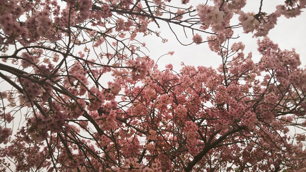 「お散歩で撮った写真桜綺麗だったけど曇りだからちょっとうす暗い 」|よるのイラスト