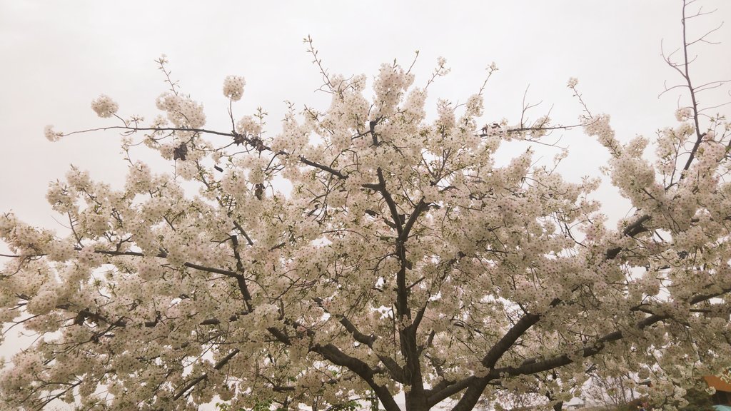 「お散歩で撮った写真桜綺麗だったけど曇りだからちょっとうす暗い 」|よるのイラスト