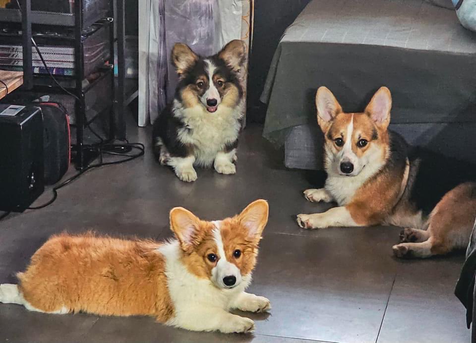 jcsapnu's tweet image. Babies