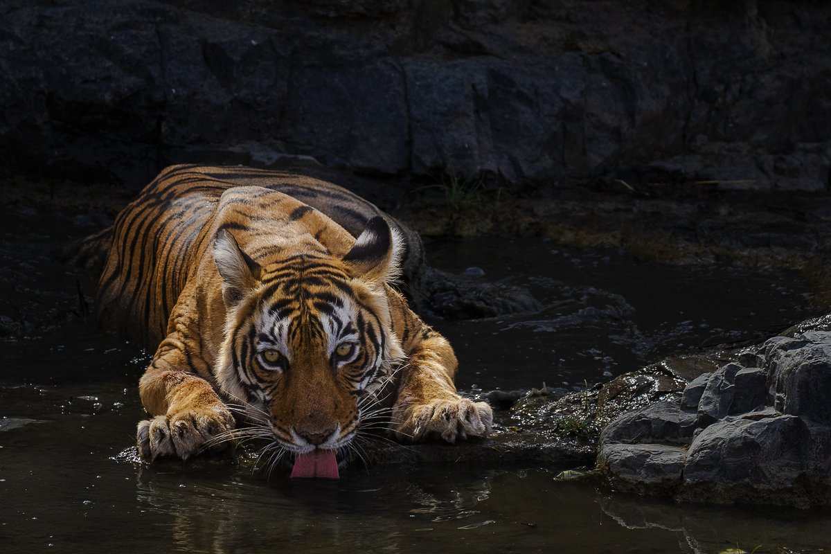 Hello.. Tiger series continues.. a famous tigress from #Ranthambore Fact: they are always watchful while drinking water and will never continuously look down. Caption: Quench your thirst Pls RT/QT if you like #NFTCommunity #NFT #TigerSeriesbyAshutosh #Tiger #wildlife
