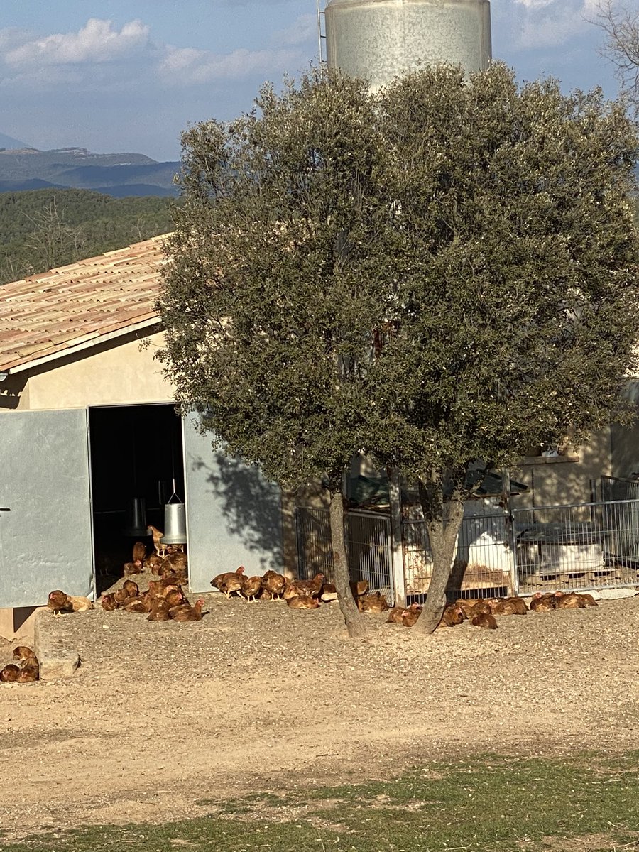 MobilSlaughter's tweet image. We are happy..!!  

We are starting a new facility for a chicken slaughterhouse on the farm itself. 

Step by step the farmers see that this is the best option to offer their products in the local market

#proximity #rural #farmers #farmer #chicken #abattoir #slaughterhouse