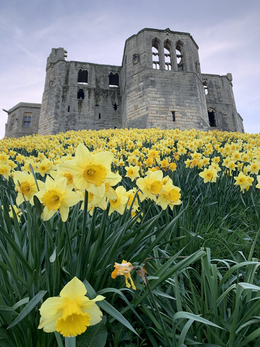 Nancyswarkworth's tweet photo. They are back! #Daffodil #warkworth https://t.co/osVfEunN1T
