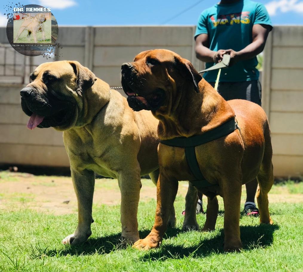 DHL kennels tweet media