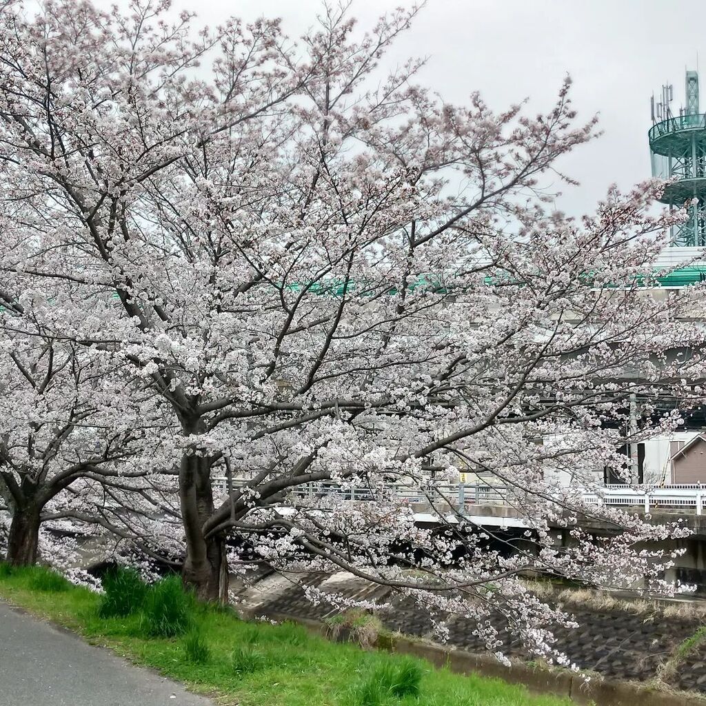 kenichi_hatori's tweet photo. 竜田川はこんな感じ

プロフィール画面に、DIYを中心に生駒市から情報発信する「いこまーく」のURLを掲載しています。#diy情報 #生駒情報 #生駒市情報 #worklodge #いこまーく #コワーキングスペース #フリースペース https://t.co/Y9zceIO7th https://t.co/aB8ztAMwJ5