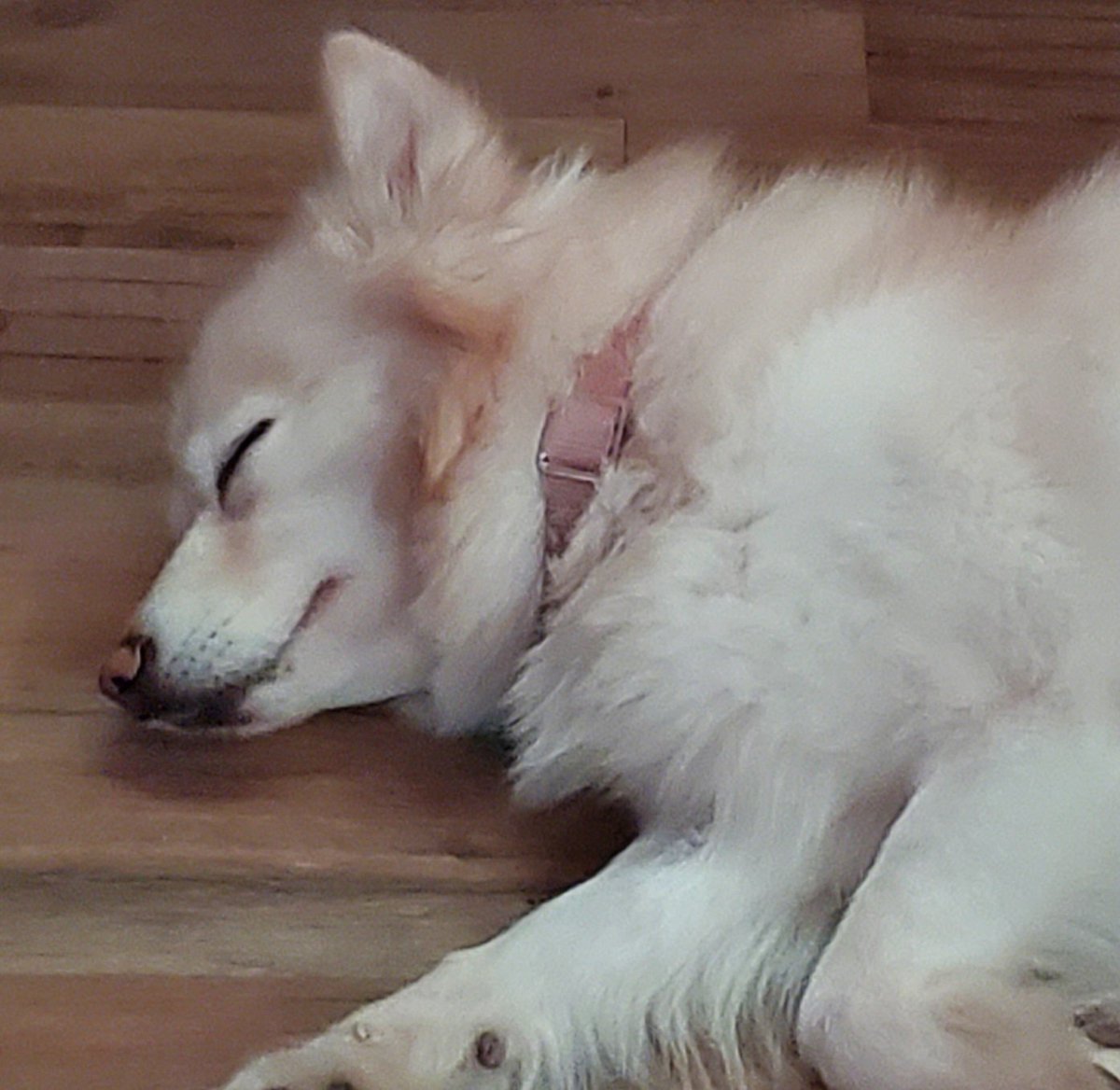 This sweet girl was crying outside on my doorstep at 2am. She doesn't have a name tag and I couldn't see or hear anyone looking for her, so I took her in until the vet opens to find her family. I've been sitting with her for the past few hours and she finally fell asleep 🥺🧡