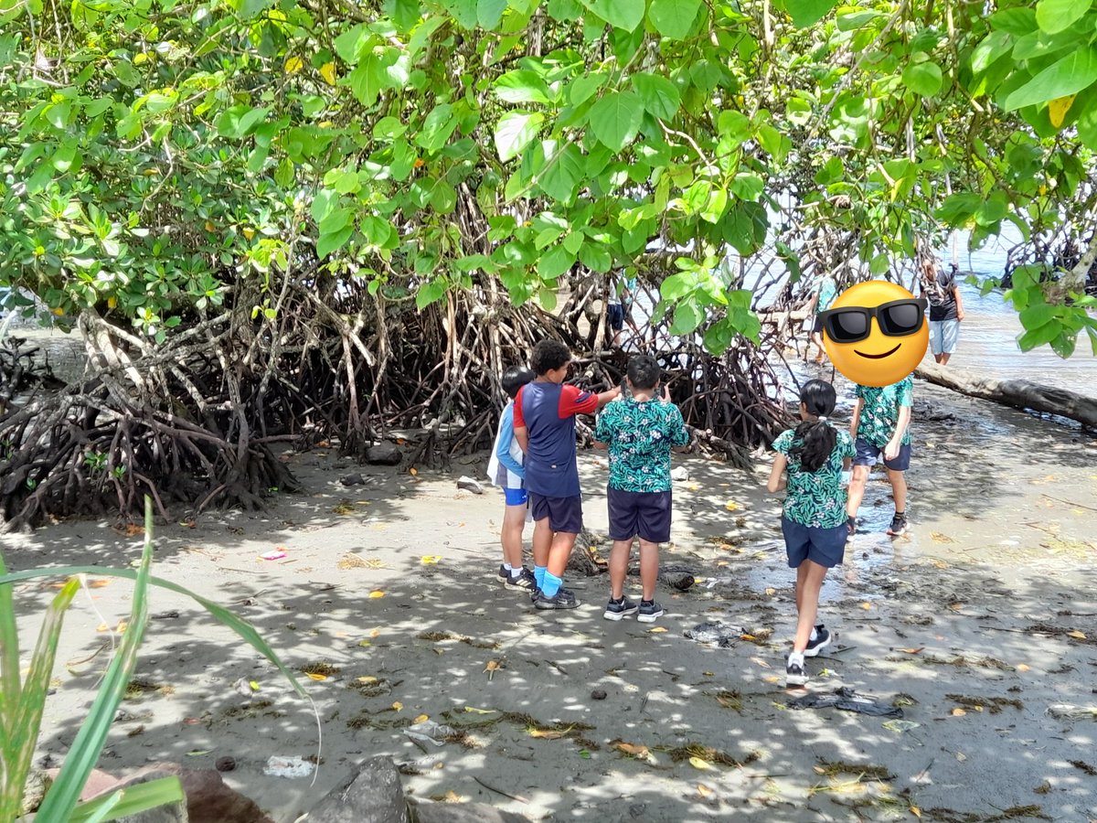 Part of the school's Ocean Program. Ss observing the mangroves, the shape of the leaves, the aerial roots,the little creatures who make their home there and discussing the importance of the mangroves to mankind.@issfiji#