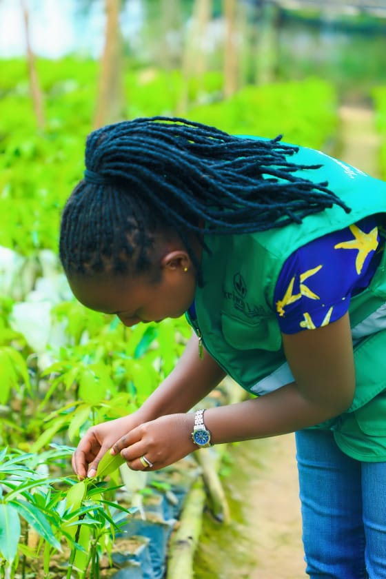 AgriwinL's tweet photo. In this rainy period, it is a good time for everyone to plant atleast one fruit tree"AGRIWIN Ltd provides consultancy services in Nursery operators and orchard farmers to ensure  quality fruit tree seedlings and productive orchards.@Ilde_Musafiri https://t.co/6it4qqsWW9
