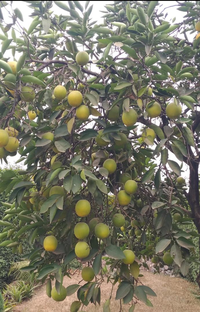 AgriwinL's tweet photo. In this rainy period, it is a good time for everyone to plant atleast one fruit tree"AGRIWIN Ltd provides consultancy services in Nursery operators and orchard farmers to ensure  quality fruit tree seedlings and productive orchards.@Ilde_Musafiri https://t.co/6it4qqsWW9