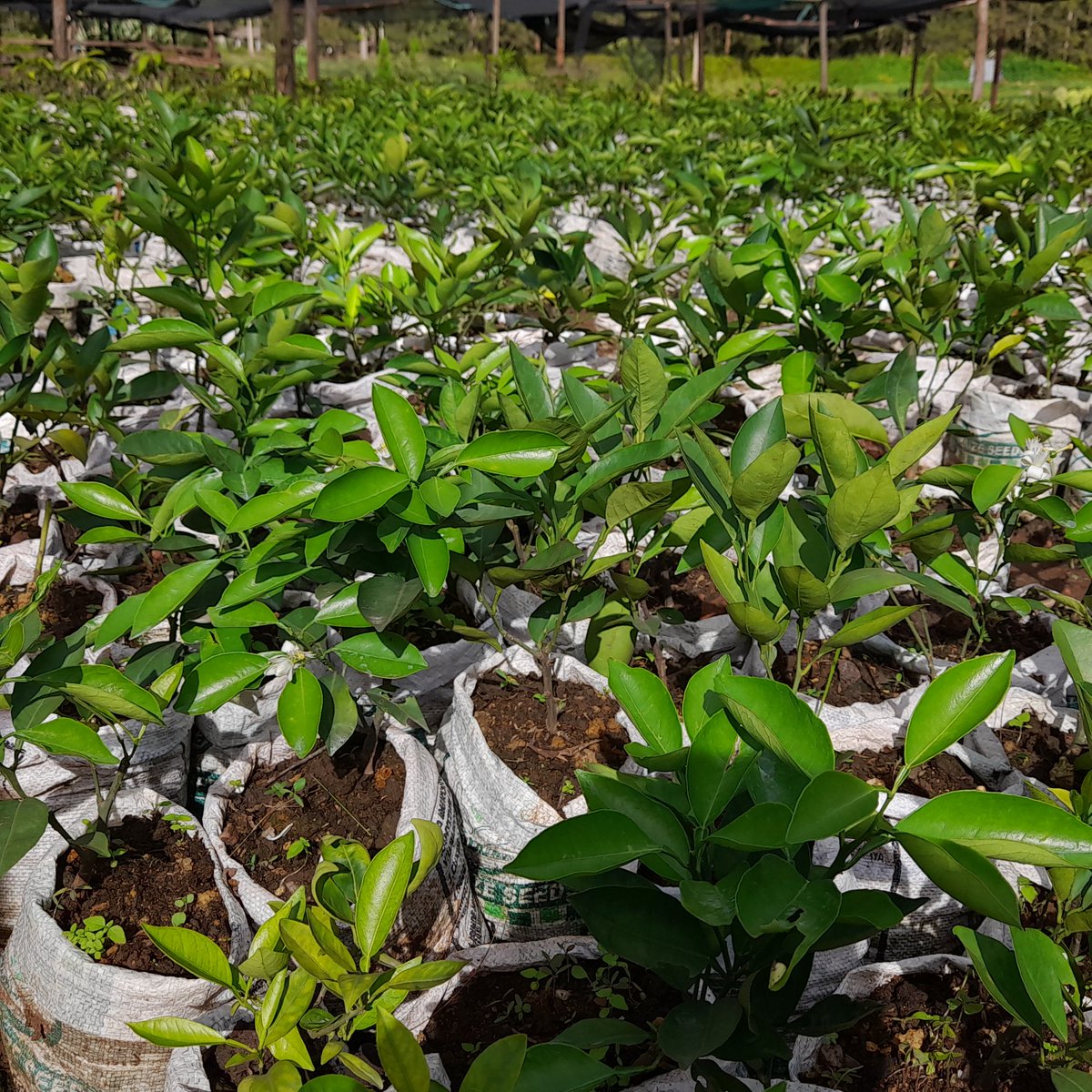 In this rainy period, it is a good time for everyone to plant atleast one fruit tree"AGRIWIN Ltd provides consultancy services in Nursery operators and orchard farmers to ensure  quality fruit tree seedlings and productive orchards.<a href="/Ilde_Musafiri/">Ildephonse Musafiri</a>